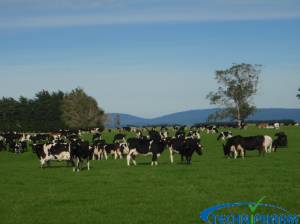 Fieldays Farming Fever
