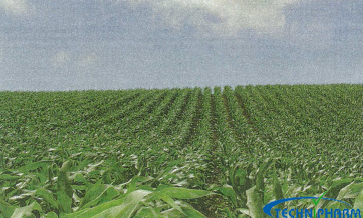 True Cost Of Growing Maize