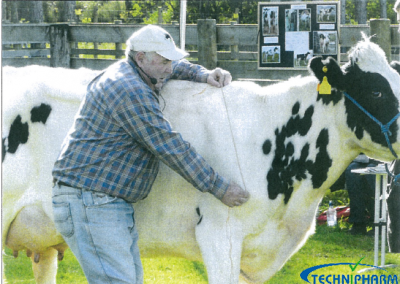 The Perfect Cow