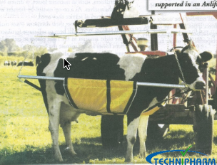 Cow Lifter Doing A Great Job