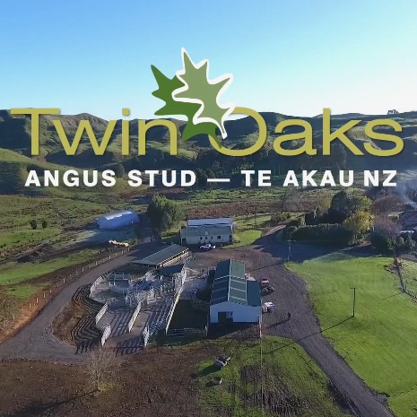 Twin Oak Angus