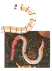 Blame It On The Worms
