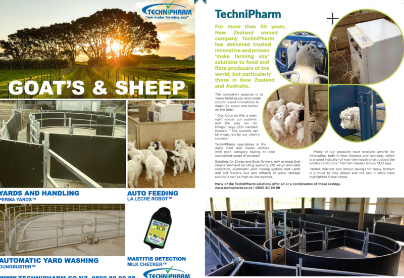 Goat And Sheep Milking