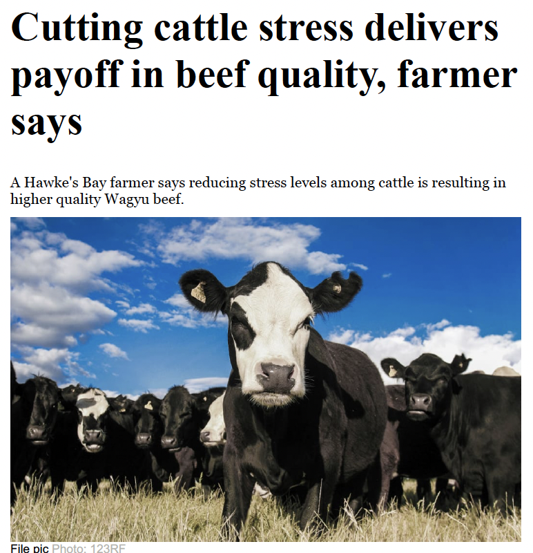 Stress In Cattle Can Be Reduced By Better Handling