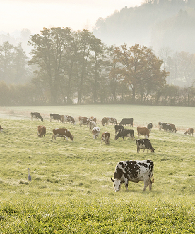 Ruminants A Complex Evolution