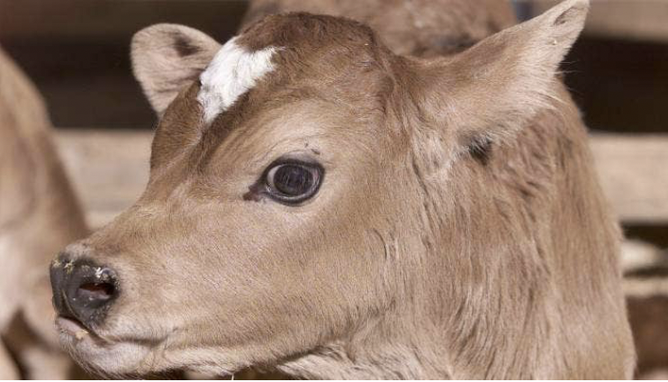 Bobby Calves  Create New Opportunities