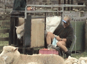 Sheep Scanning Crate