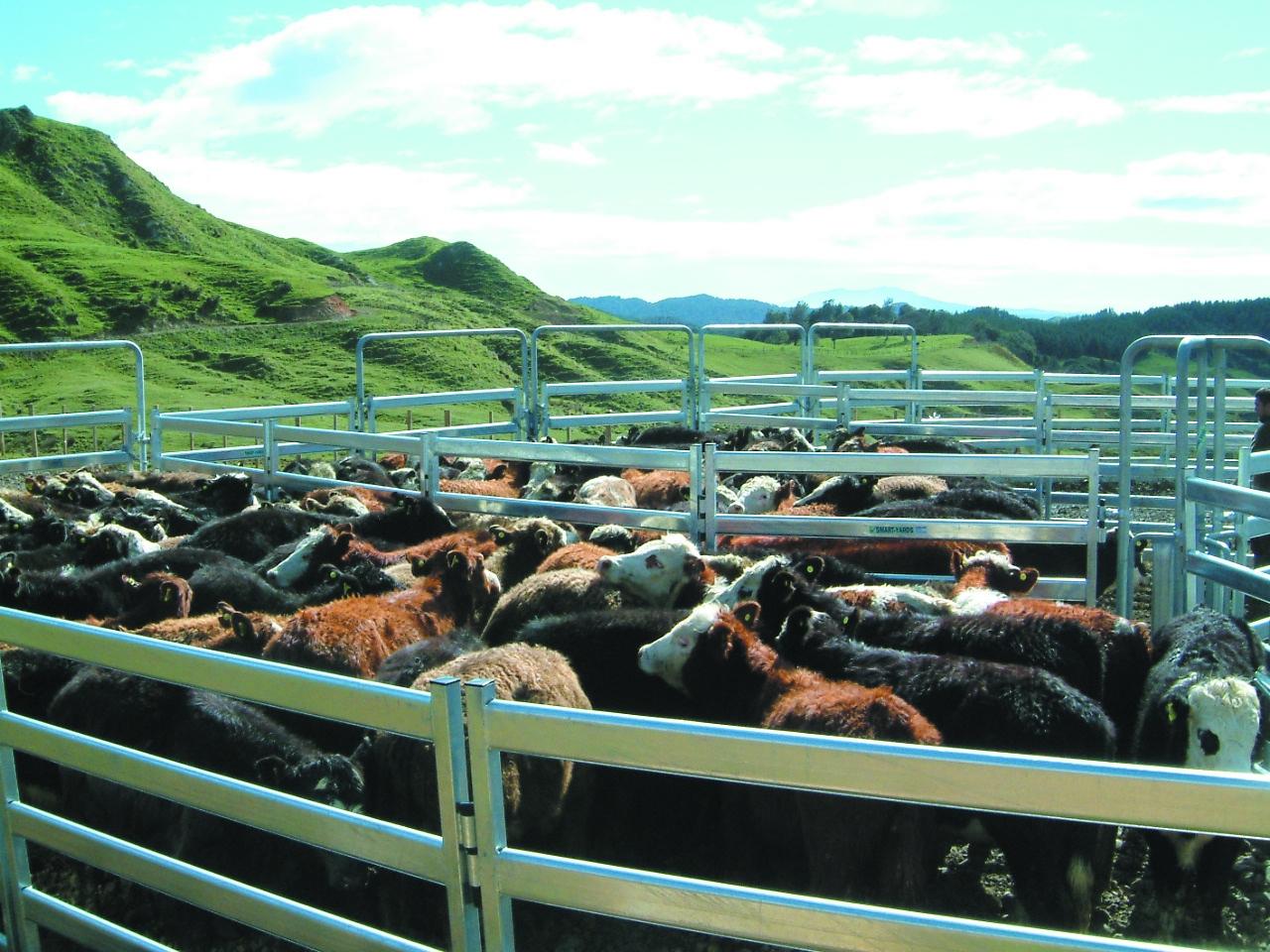 Smart Yards Cattle