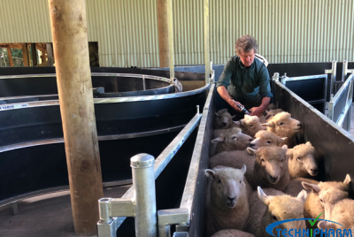 Perma Yards Sheep Smart-yard(tm) Plans