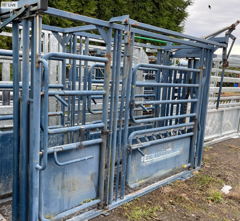 Beefmaster Cattle Handler