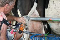 Animal Care: Tailwell #2