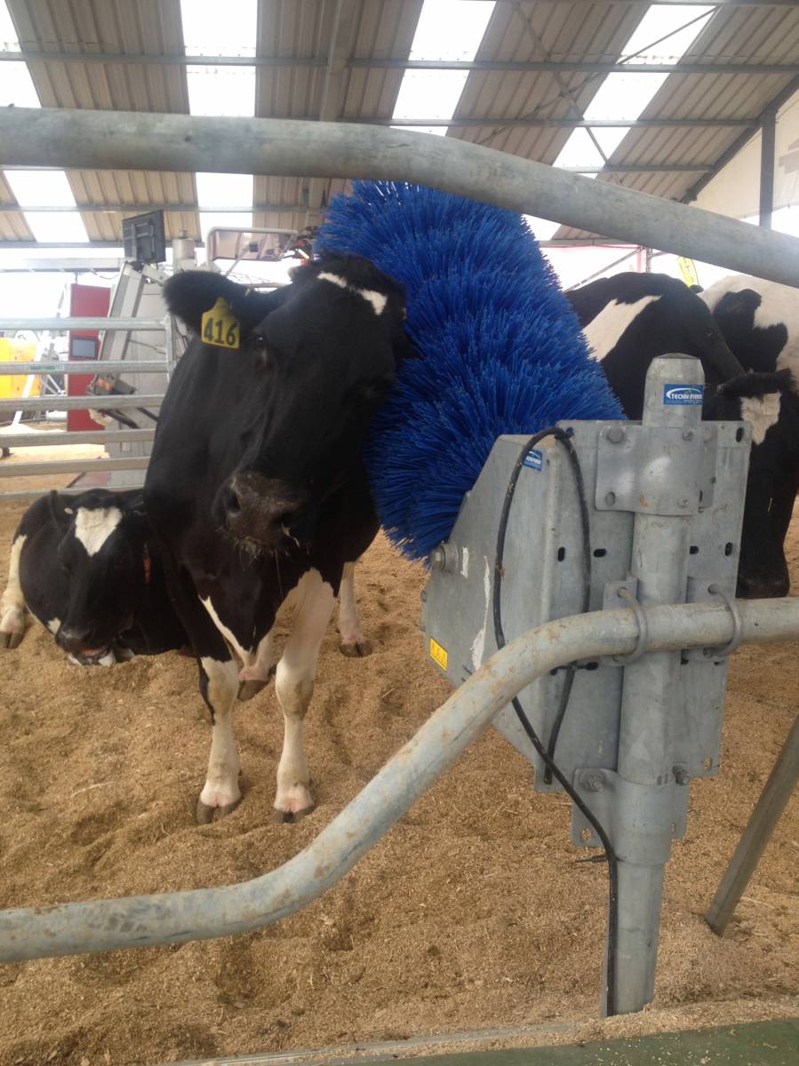 Animal Care: Cow brush
