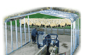 Presto Shed™ for sheep handling yards