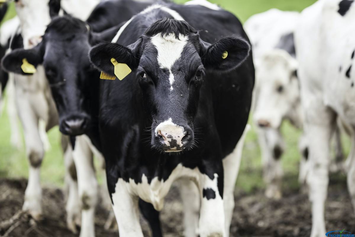 Dairy Housing