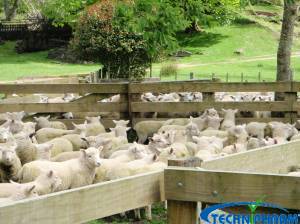 Electronic Identification for Sheep