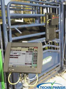 Electronic Identification for Beef