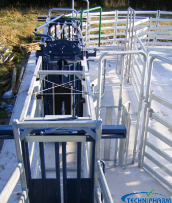 Cattle Handlers for Beef or Dairy