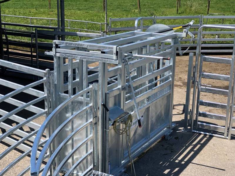 Cattle Handling Bull Beef