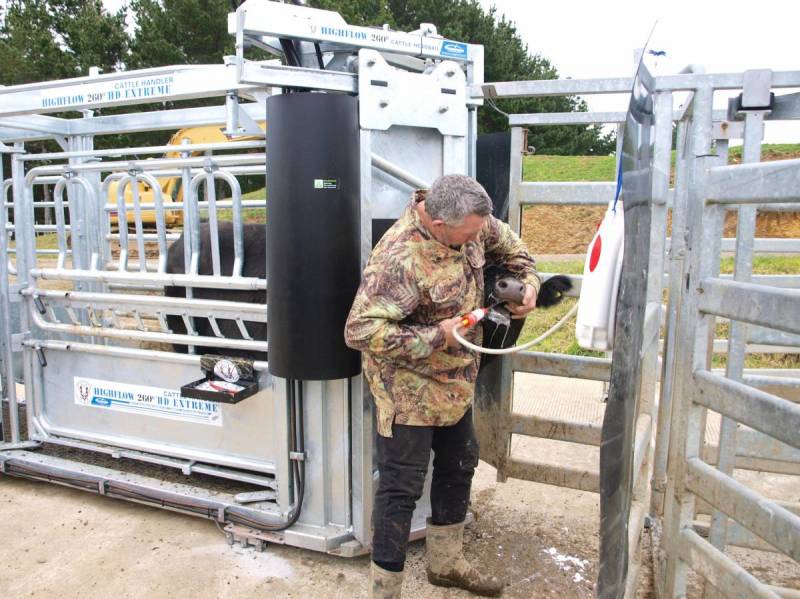 Cattle Handlers