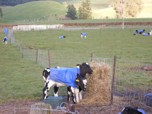 Calf Rearing solutions