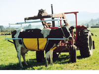 Animal Care: Anlift & Pelvic Lifter