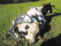 Animal Care: Anlift & Pelvic Lifter