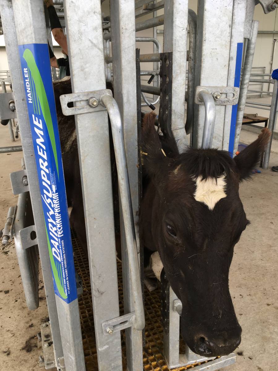 Dairy Handling Headbails