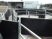 Smart-Yards™ - Sheep