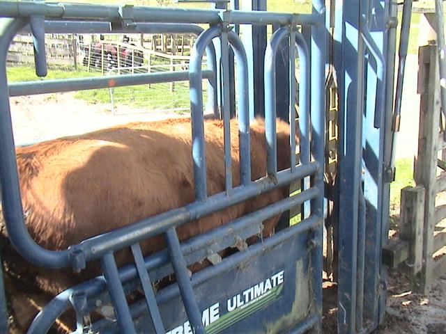 Veterinary Equipment