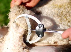 Animal Care: Castrating tools