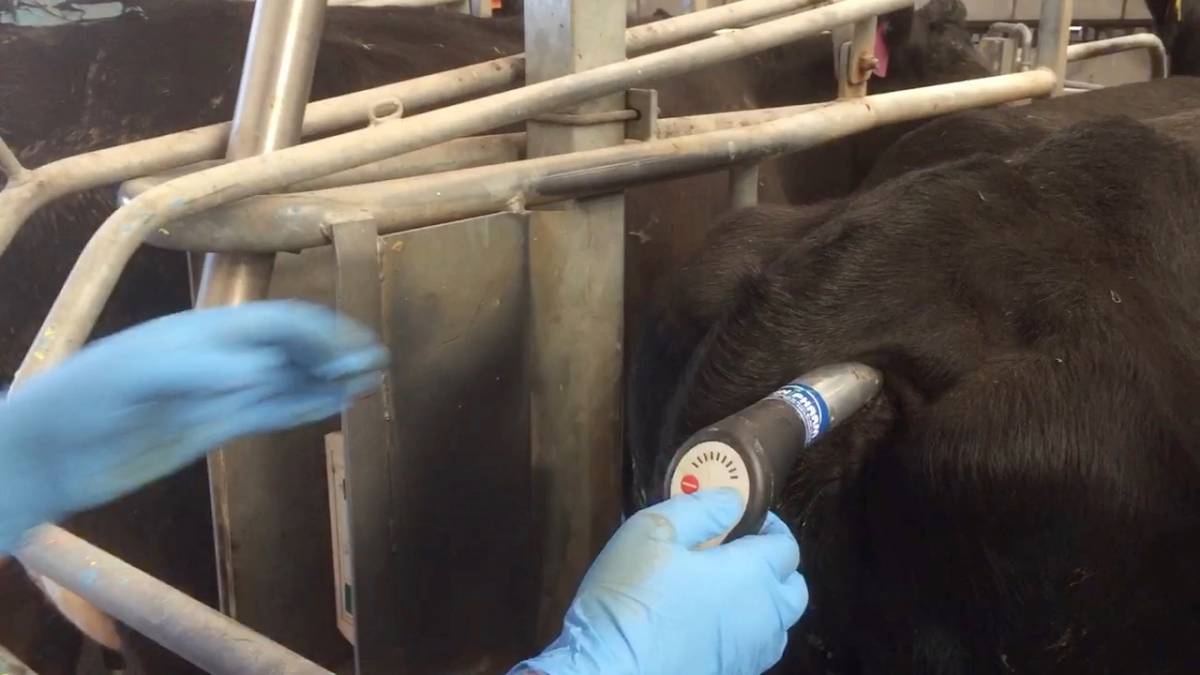 Animal Care: Animal Control Unit
